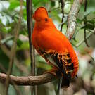 Coq-de-roche orange