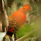 Coq-de-roche orange