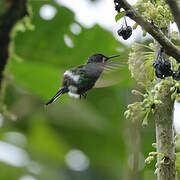 Coquette à queue fine