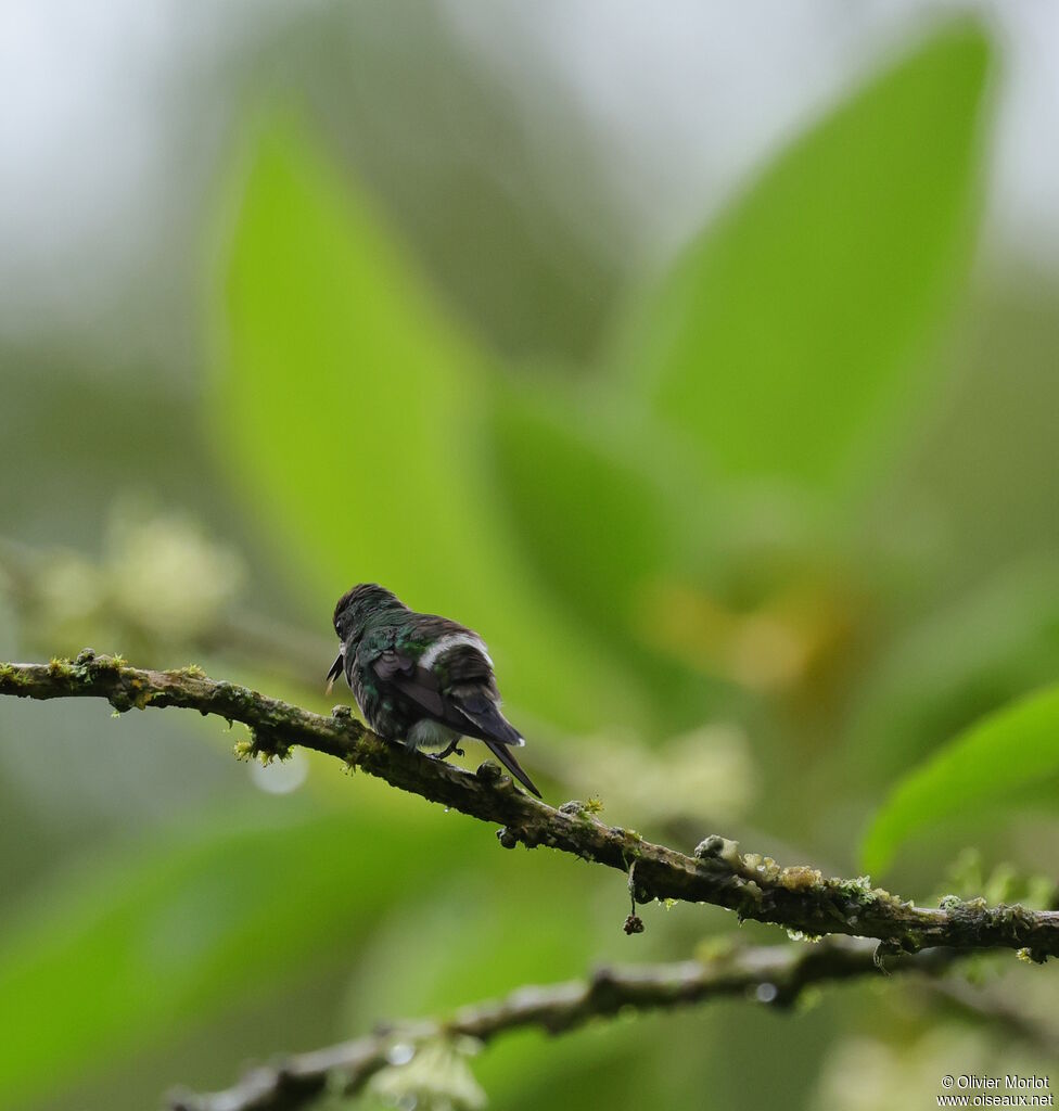 Green Thorntail