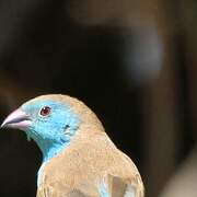 Blue Waxbill