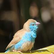 Blue Waxbill