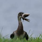 Reed Cormorant