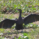 Cormoran de Vieillot