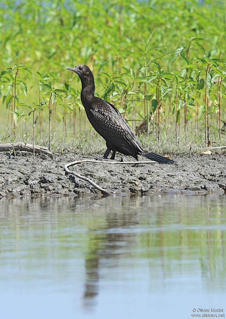 Little Black Cormorant