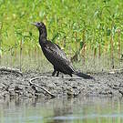 Cormoran noir