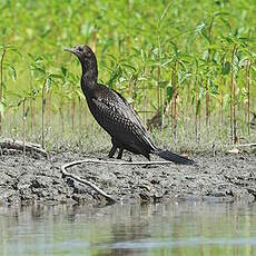 Cormoran noir
