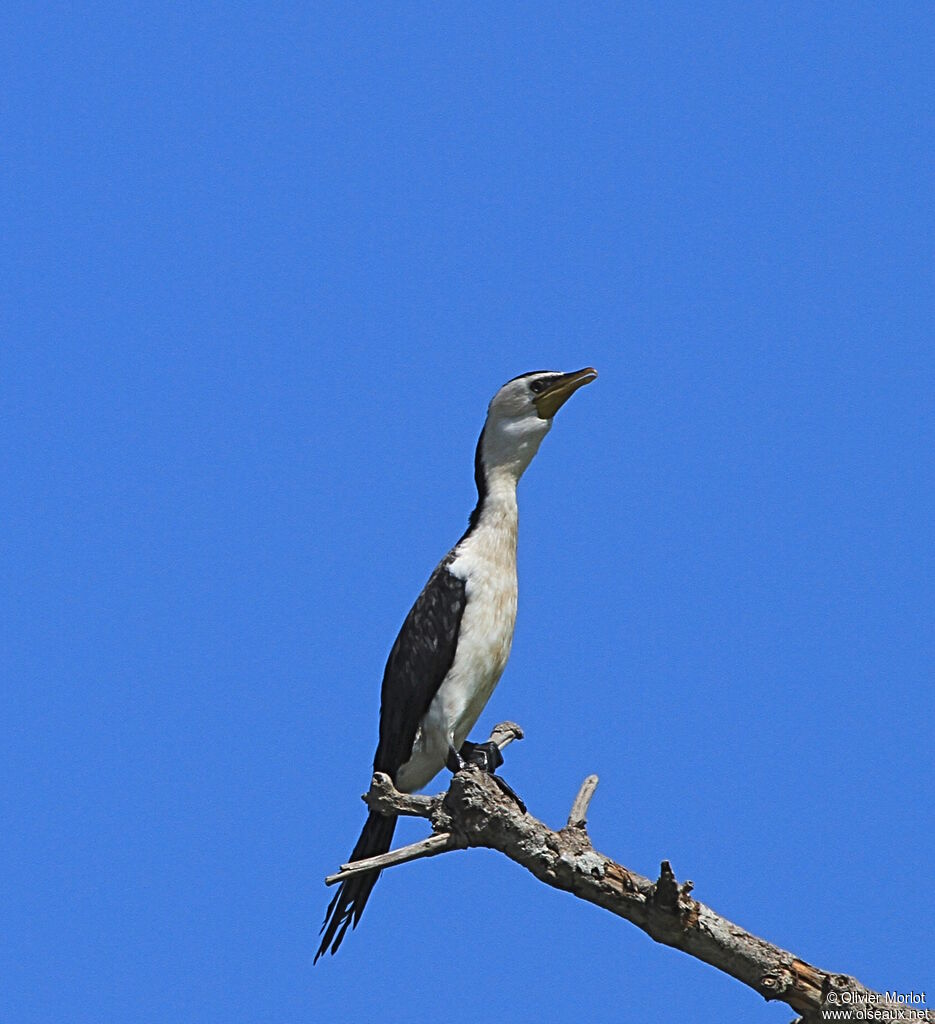 Cormoran pie