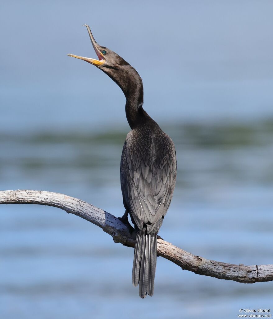 Neotropic Cormorant