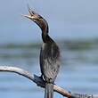 Cormoran vigua