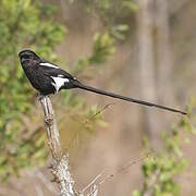 Magpie Shrike