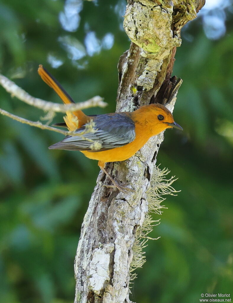 Red-capped Robin-Chat