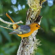 Red-capped Robin-Chat