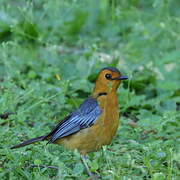 Red-capped Robin-Chat