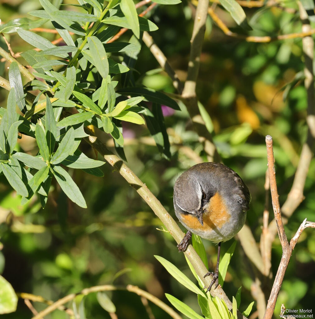 Cape Robin-Chat