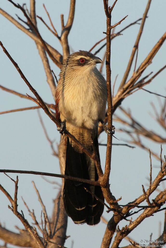 White-browed Coucal