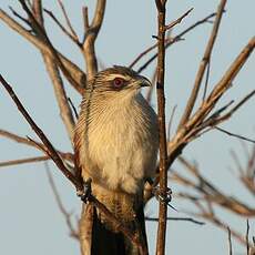 Coucal à sourcils blancs