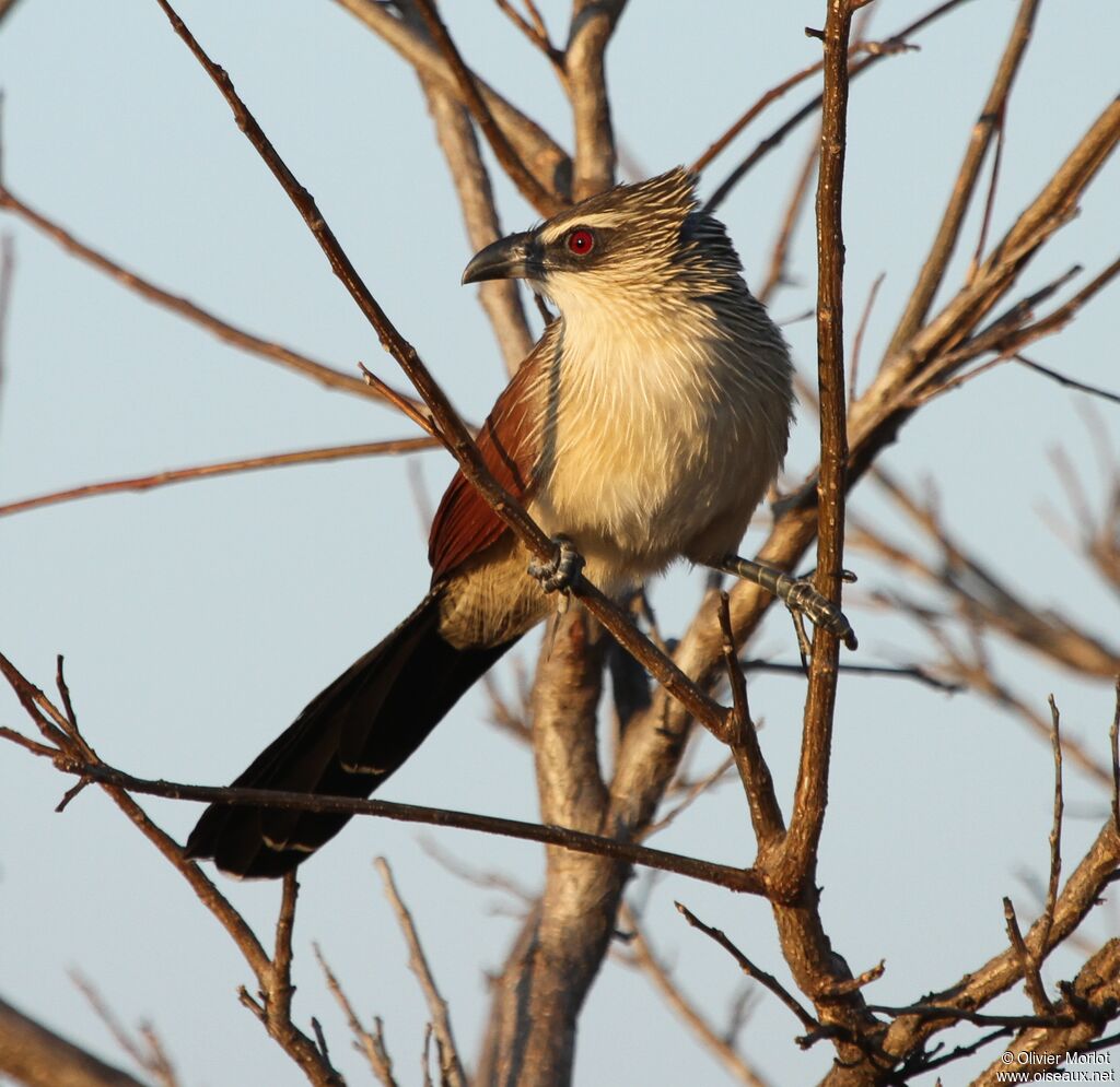 Coucal à sourcils blancs