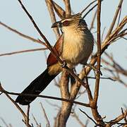 White-browed Coucal