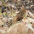 Coucal faisan