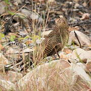 Pheasant Coucal