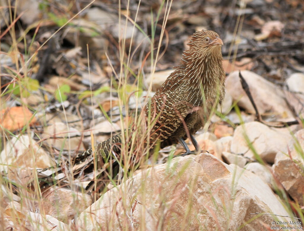 Pheasant Coucal