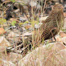 Coucal faisan