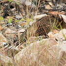 Coucal faisan