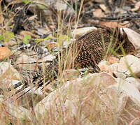 Coucal faisan