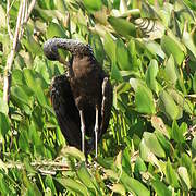 Limpkin