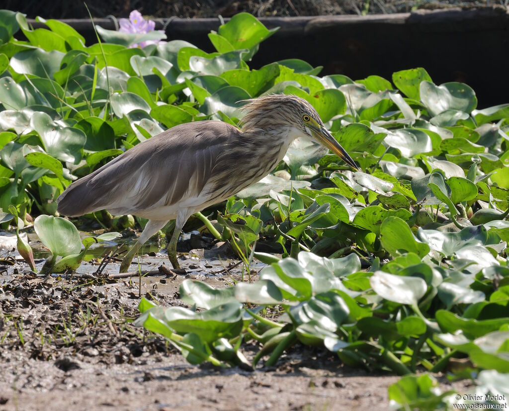Indian Pond Heron