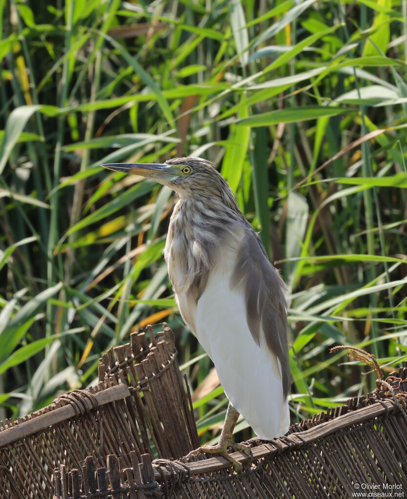 Indian Pond Heron