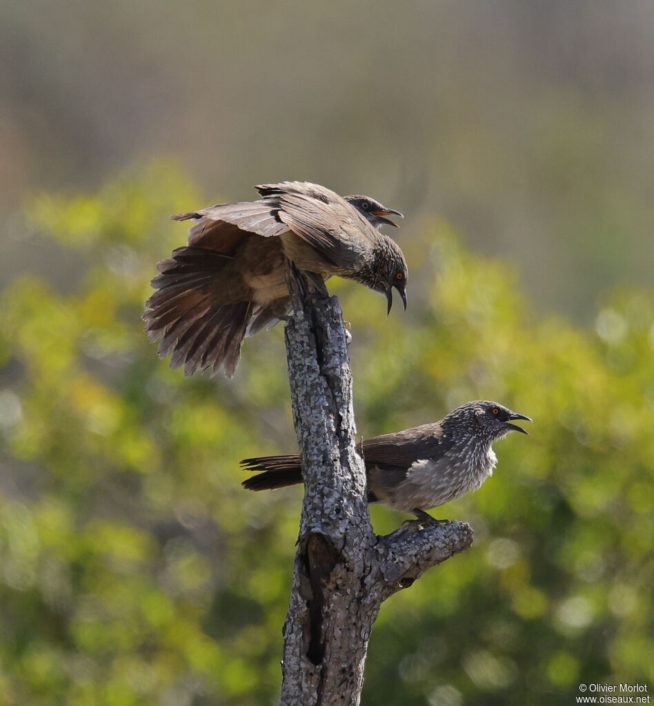 Arrow-marked Babbler