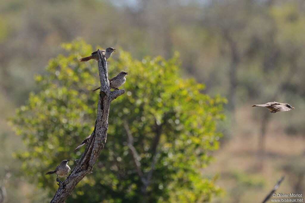 Arrow-marked Babbler