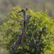 Arrow-marked Babbler