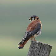 American Kestrel