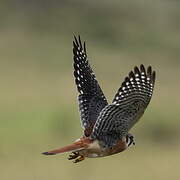 American Kestrel