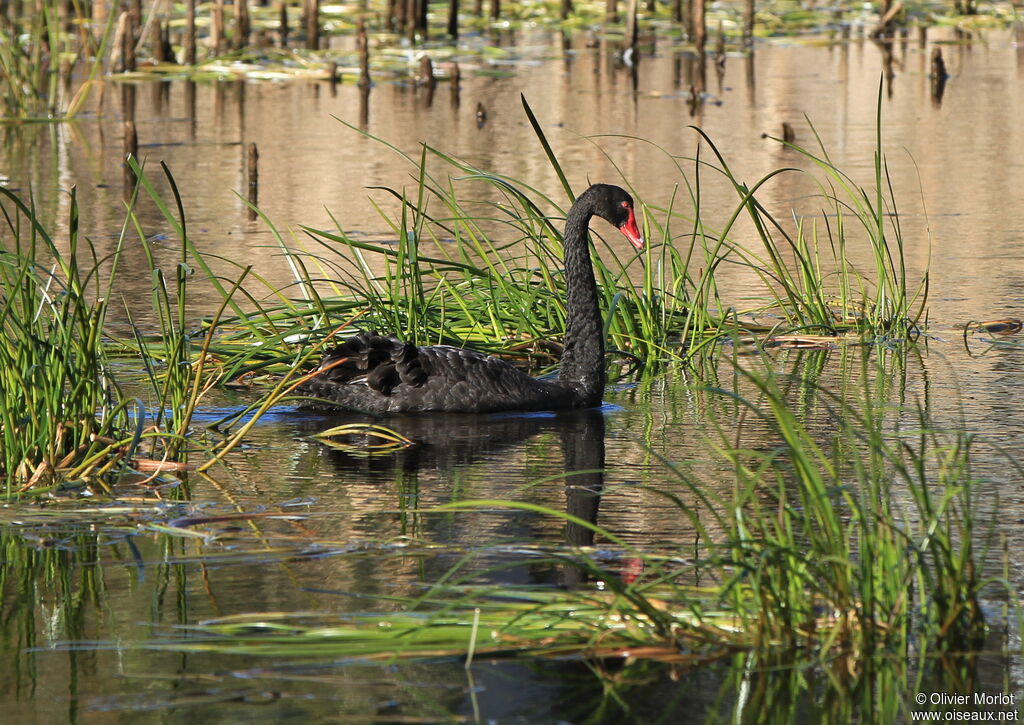 Cygne noir