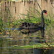 Cygne noir