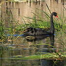 Cygne noir