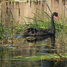 Cygne noir