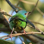 Dacnis bleu