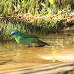 Dacnis bleu