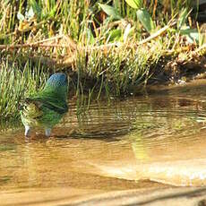 Dacnis bleu