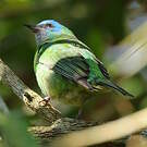 Dacnis bleu