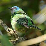 Dacnis bleu