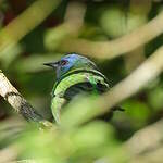 Dacnis bleu