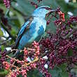 Dacnis bleu