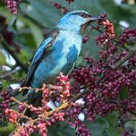 Dacnis bleu