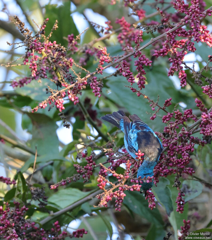 Dacnis bleu mâle